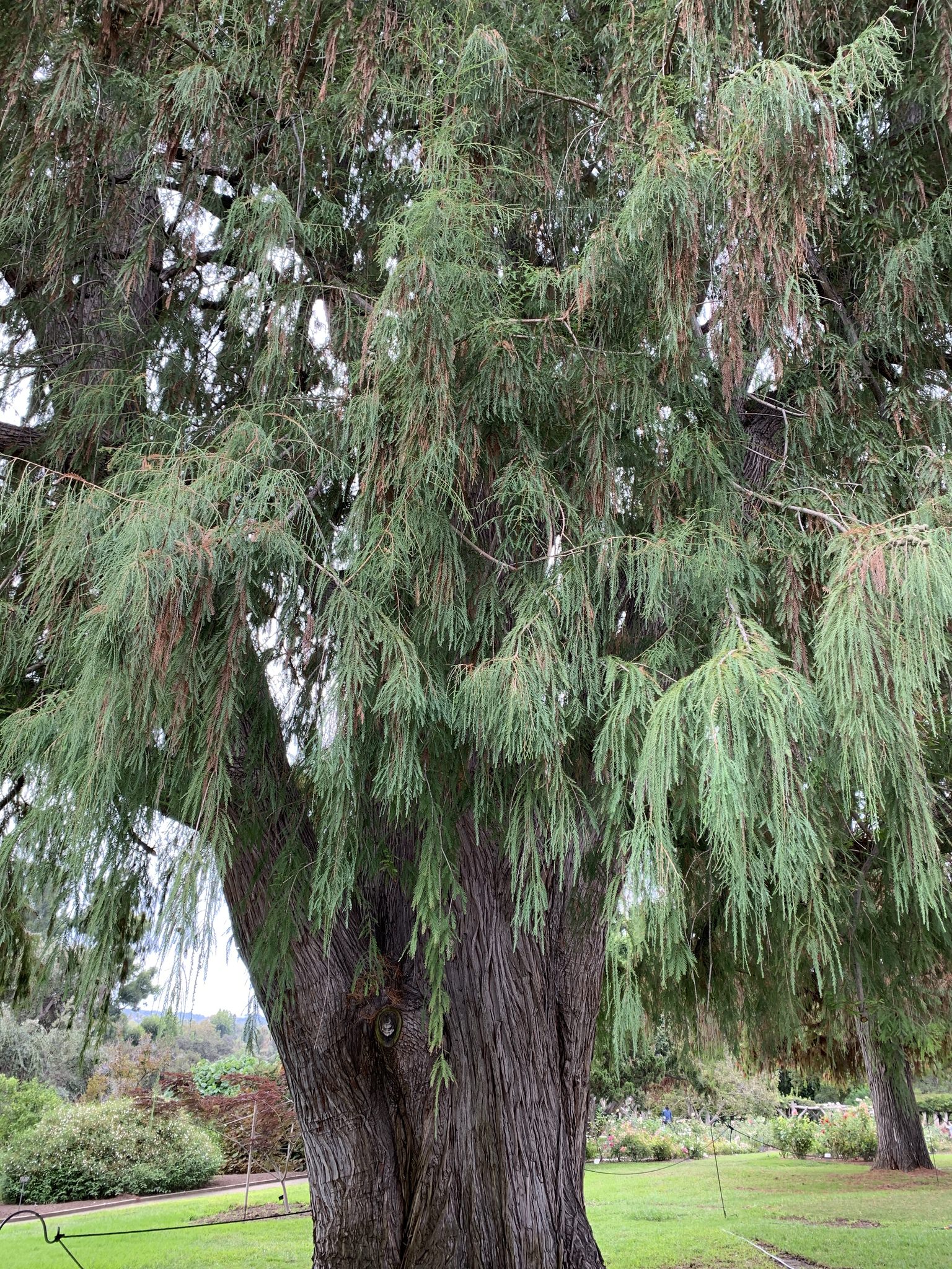 Taxodium mucronatum